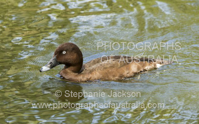 blue billed duck