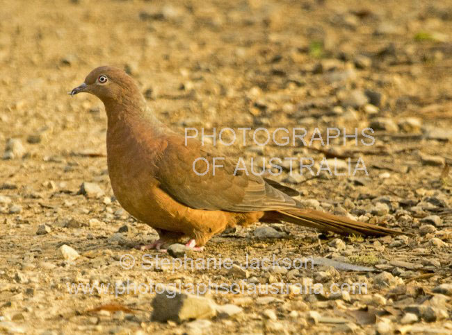 brown cuckoo dove