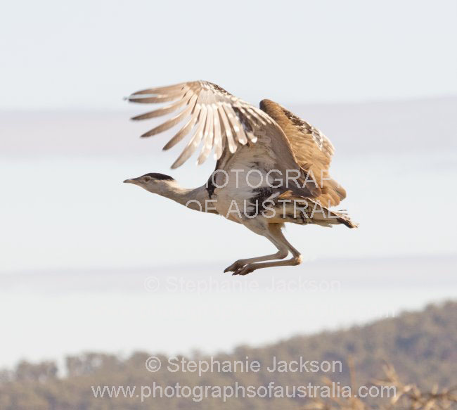 Australian bustard / plains turkey in flight