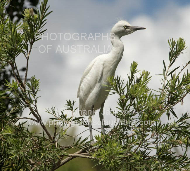 cattle egret chick ardea ibis