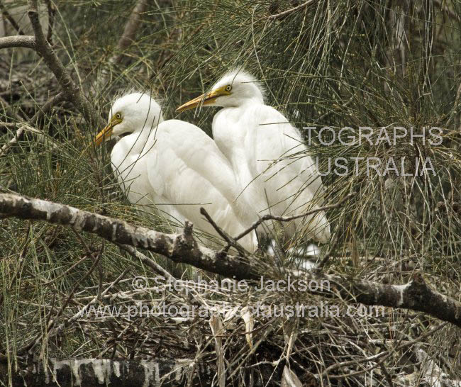 cattle egret chick ardea ibis