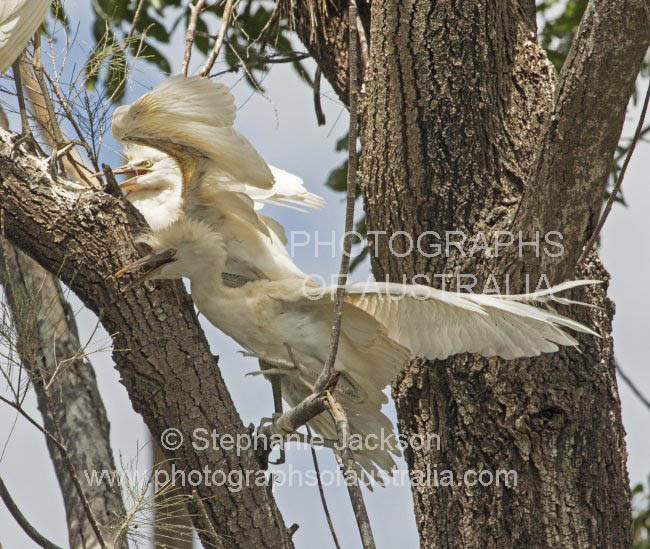 cattle egret chick ardea ibis