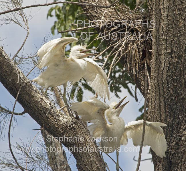 cattle egret chick ardea ibis