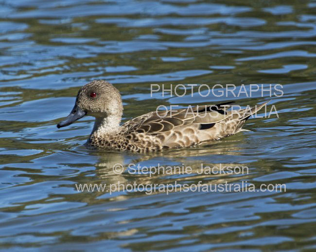 chestnut teal