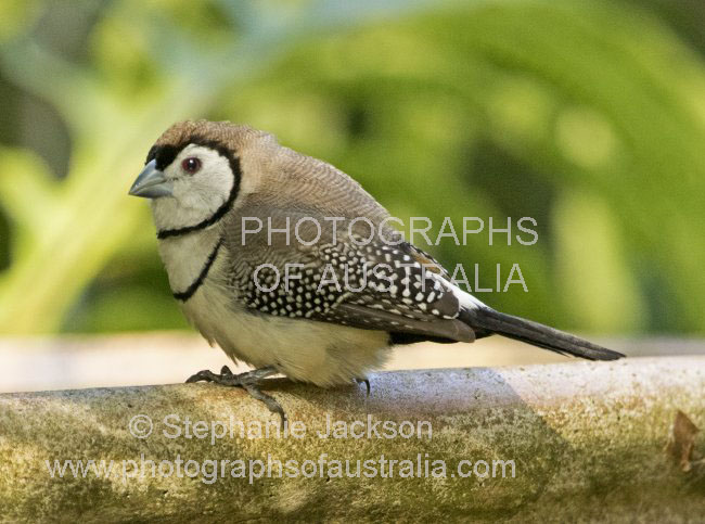 Australian double barred finch