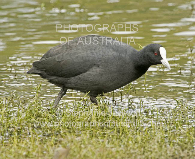 eurasian coot fulicra atra
