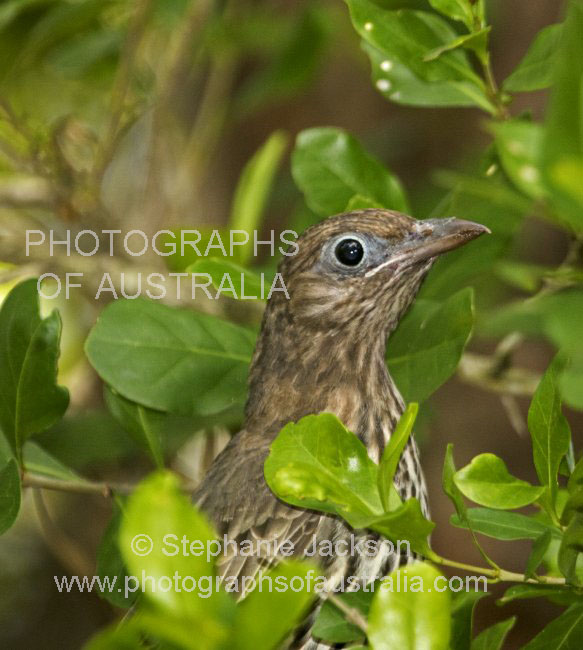 female green figbird