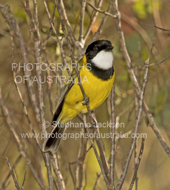 male golden whistler