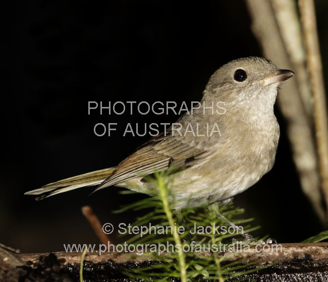 grey shrike-thrush