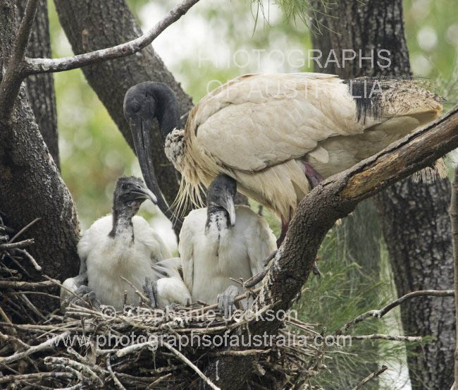 white ibis threskiornis molucca with chicks on nest