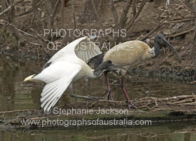 white ibis threskiornis molucca with large chick