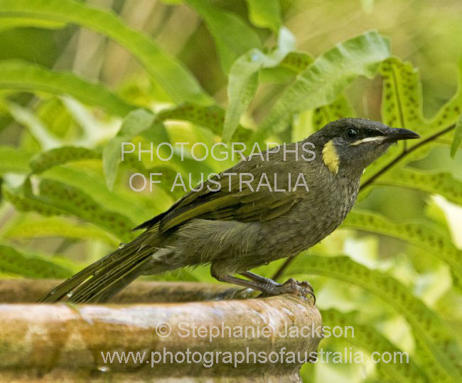 Lewin's honeyeater