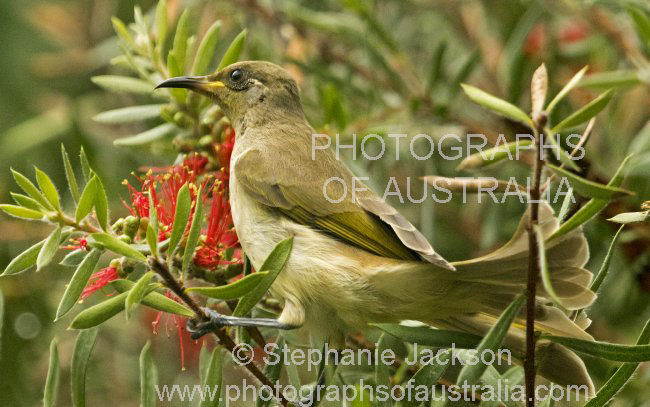 brown honeyeater