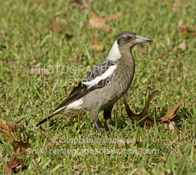 Australian magpie - juvenile