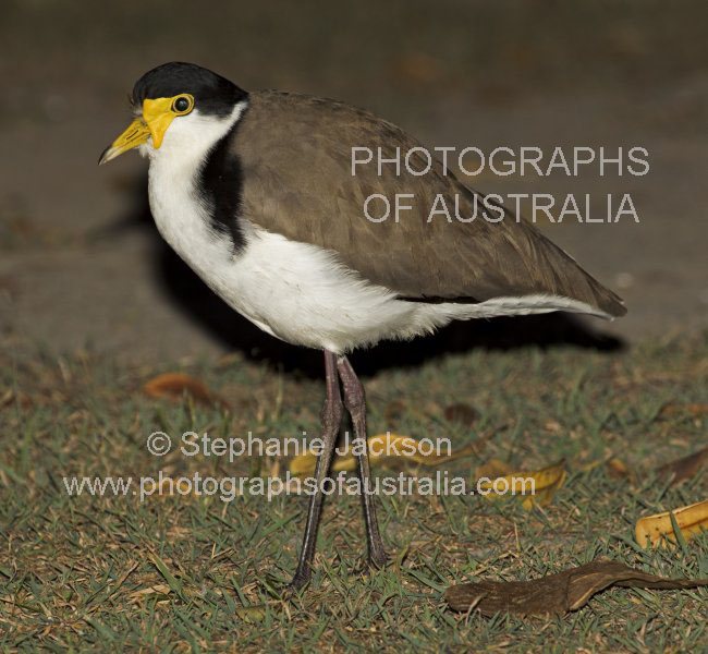 masked lapwing / plover