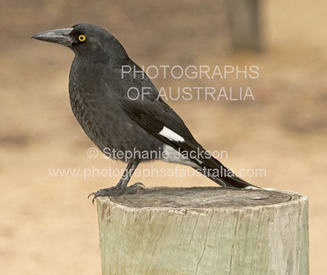 pied currawong