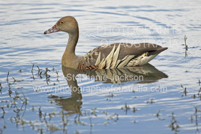 grass plumed whistling duck dendrocygna eytoni