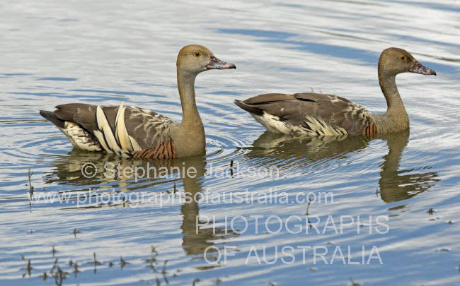grass plumed whistling ducks dendrocygna eytoni
