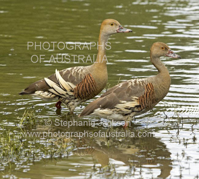 plumed grass whistling duckd dendrocygna eytoni