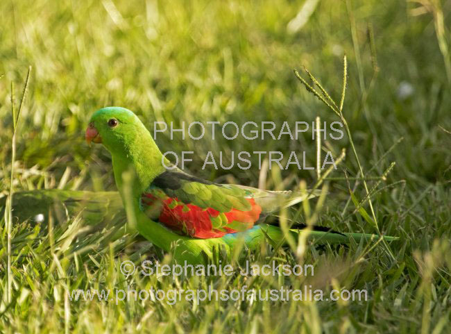 Australian red winged parrot