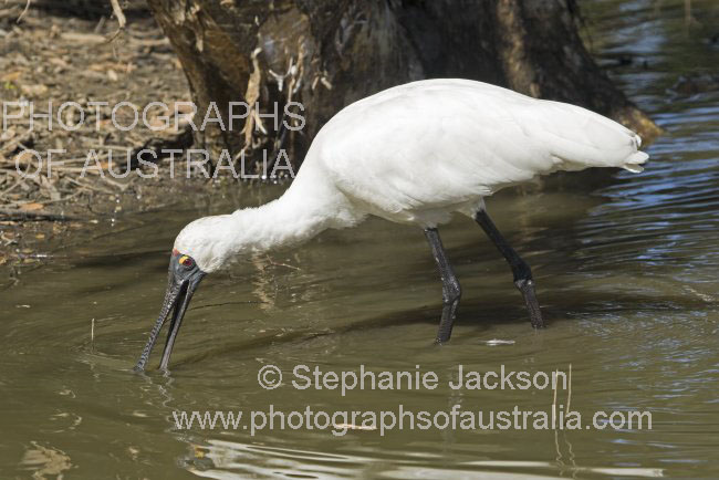 royal spoonbill