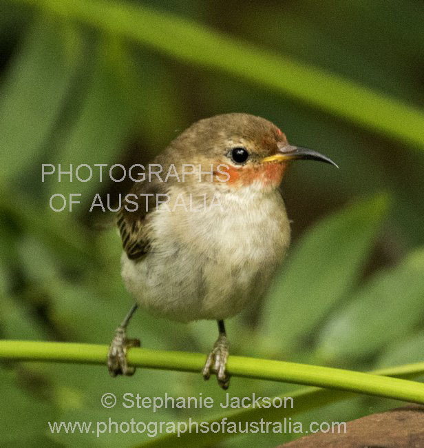 scarlet honeyeater female