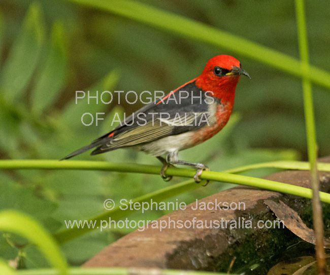 scarlet honeyeater Myzomela sanguinolenta