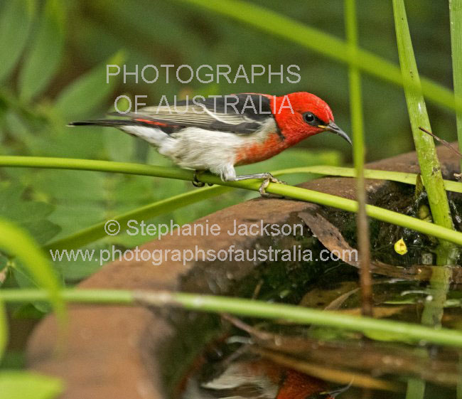 scarlet honeyeater