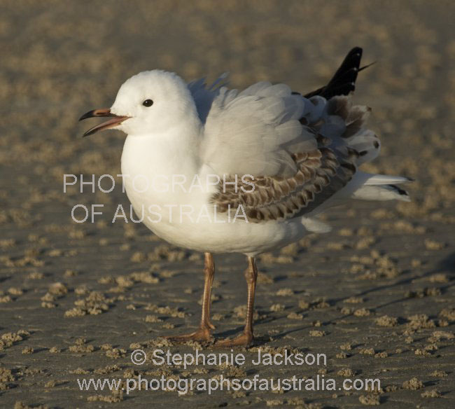 silver gull seagull juvenile