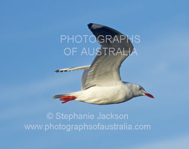 silver gull seagull in flight