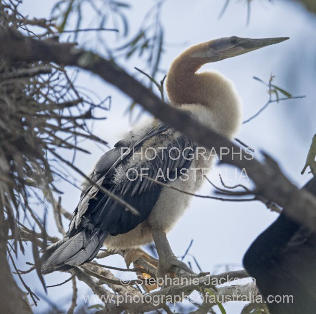 snake necked darter fledgling
