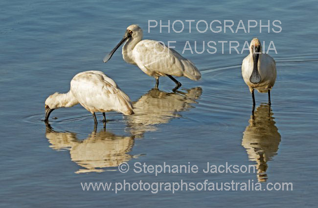 royal spoonbills in blue water