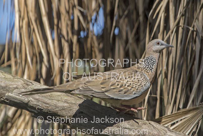 spotted turtle dove