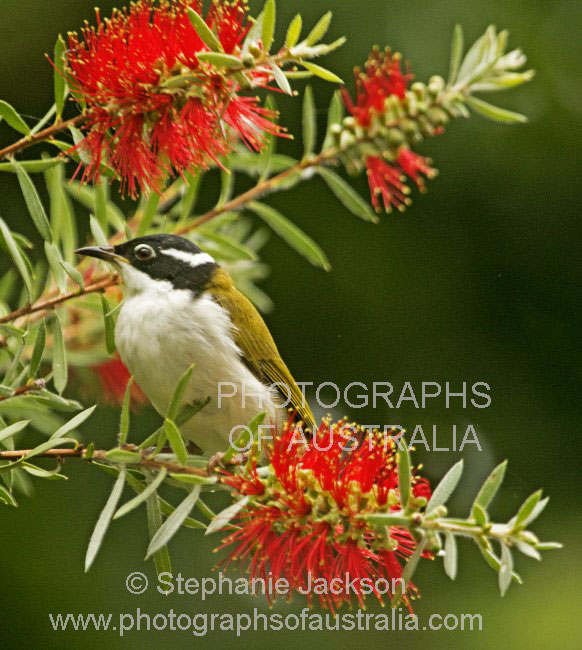 white throated honeyeater