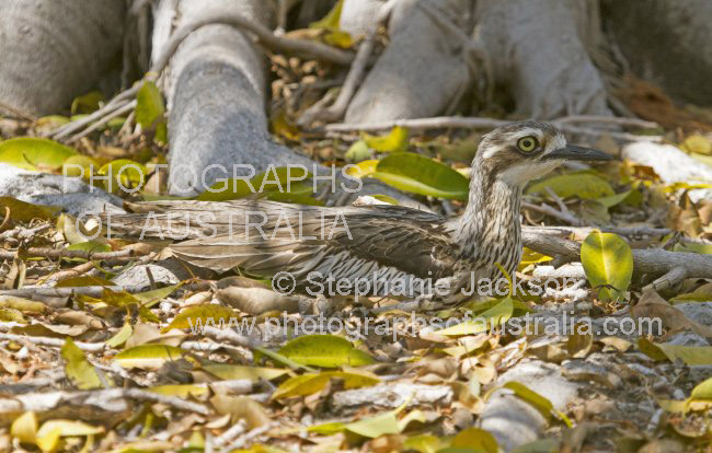 bush stone-curlew