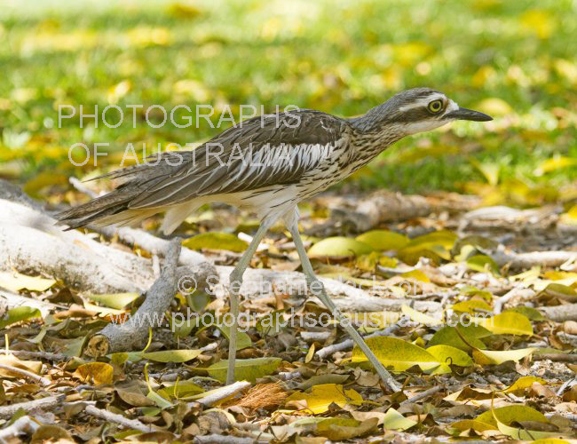 bush stone-curlew