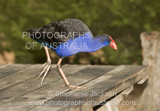 purple swamphen