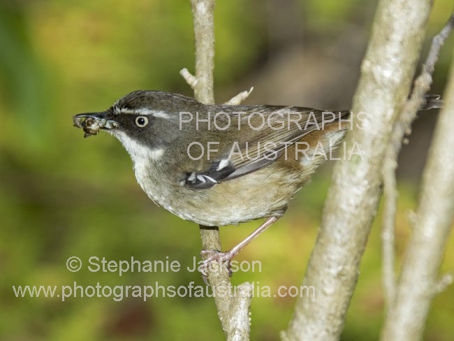 white-browed scrubwren