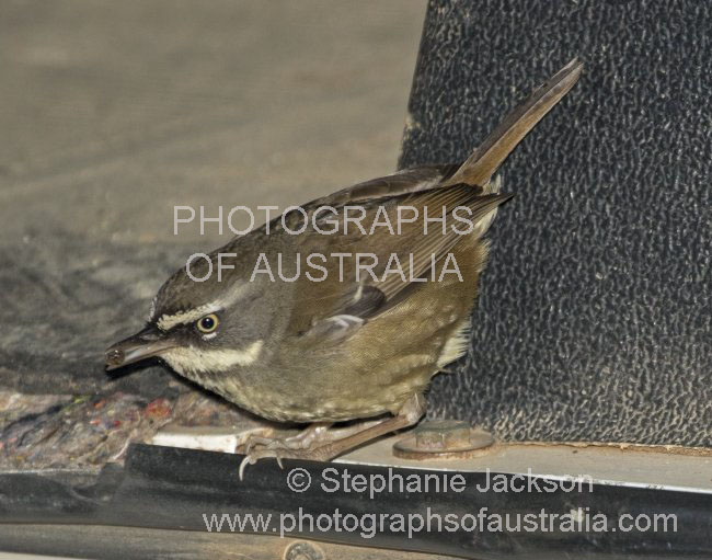 white-browed scrubwren