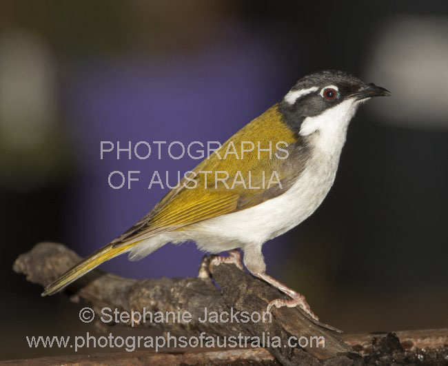 white throated honeyeater Melithreptus albogularis