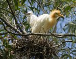 cattle egret and chick on nest of sticks