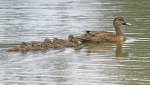 mother duck and ducklings on water