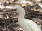 egret chick