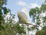 plumed egret in flight