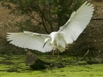 plumed egret