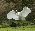 plumed egret with wings spread out at Bundaberg wetlands