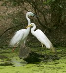 plumed  egrets in breeding plumage in water