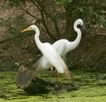 plumed egrets in breeding plumage standing in water