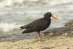 sooty oystercatcher on rocks
