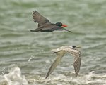 seabirds tern and sooty oystercatcher flying over ocean and waves